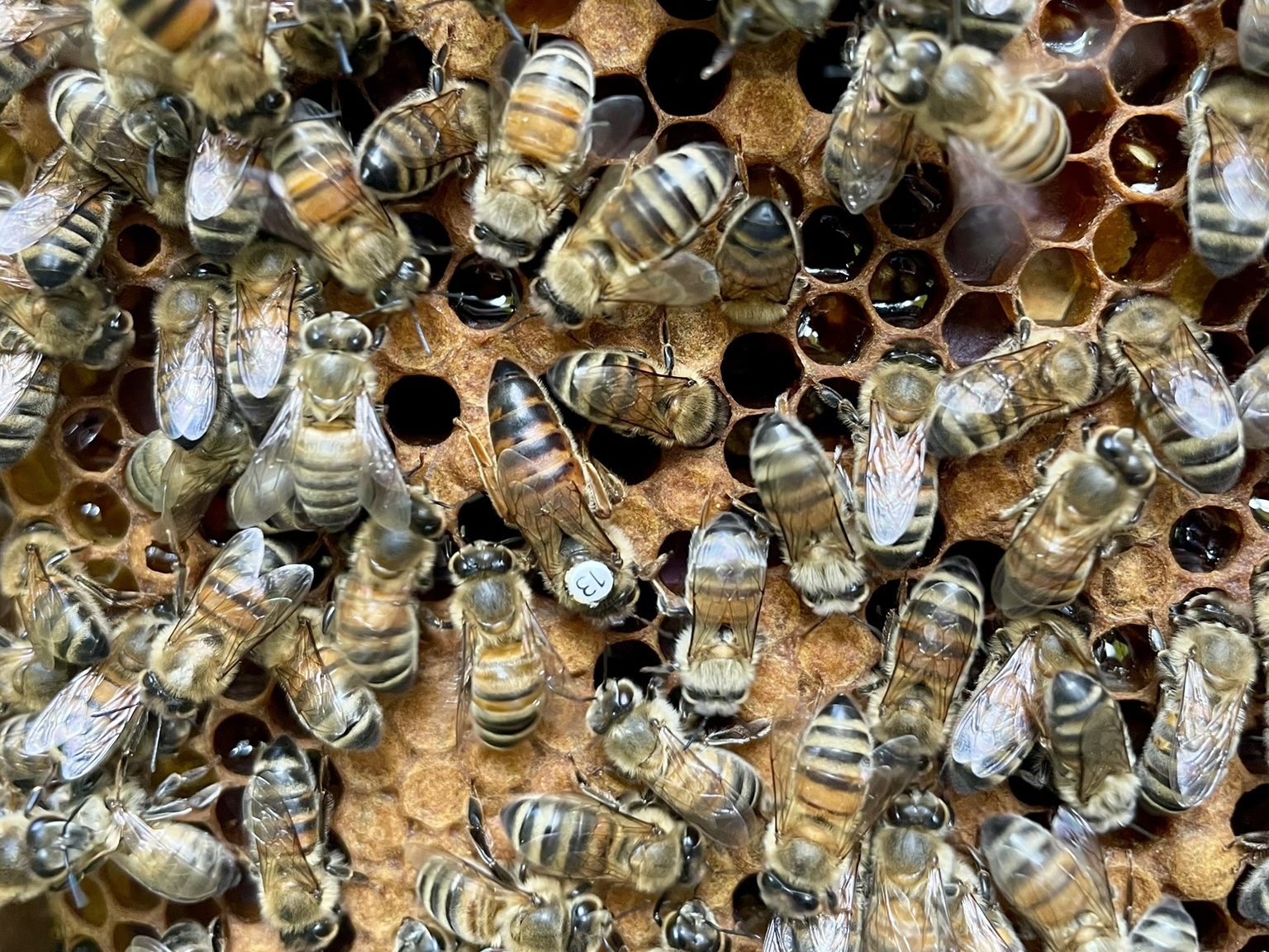Reine d’élevage Buckfast B613, marquée, entourée de ses ouvrières sur le cadre