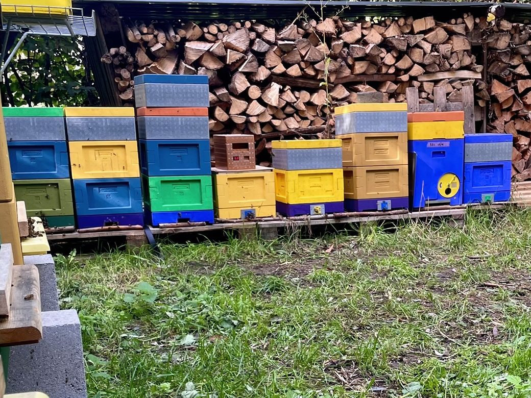 Une rangée de ruches colorées et d’unités Mini Plus sur des palettes devant un tas de bois